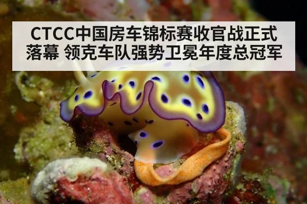 CTCC中国房车锦标赛收官战正式落幕 领克车队强势卫冕年度总冠军